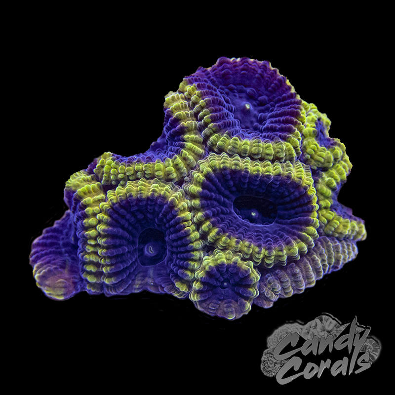 Wolverine Favia Frag