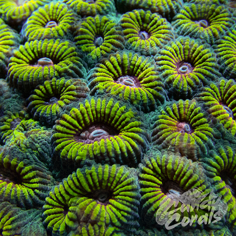 Life Saver Favia Frag