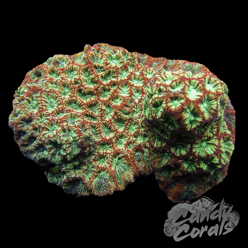 Rim Cracker Favia Frag