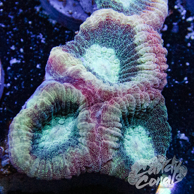 Reverse Dragon Soul Favia Frag