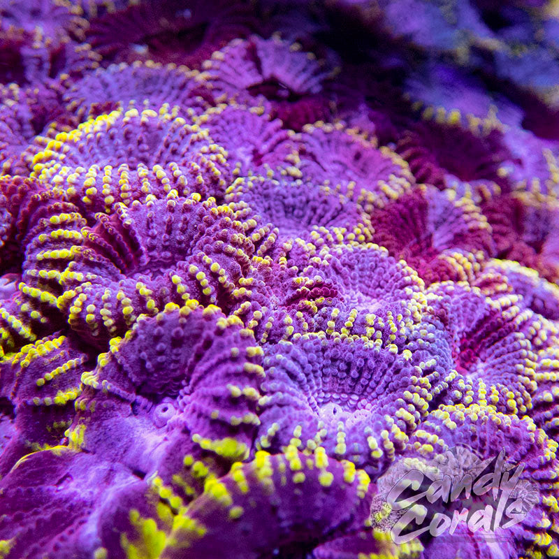 Red Submarine Favia Frag