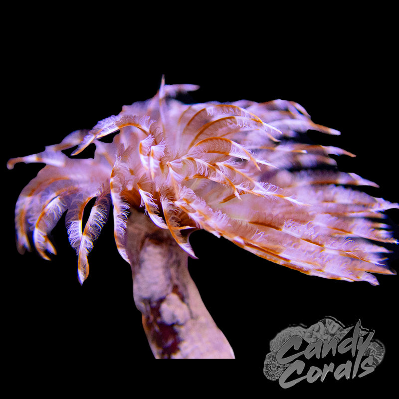 Assorted Feather Duster