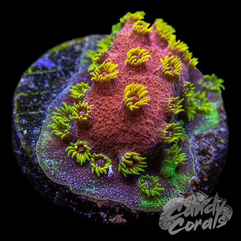 Candy Corals