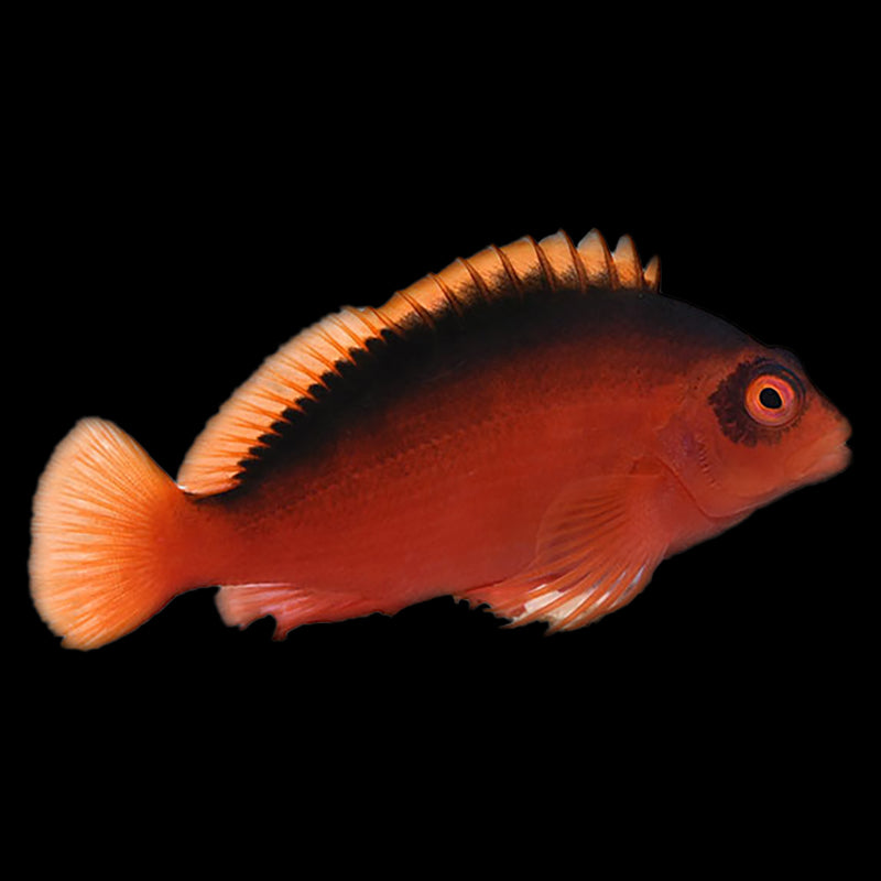 Flame Hawkfish