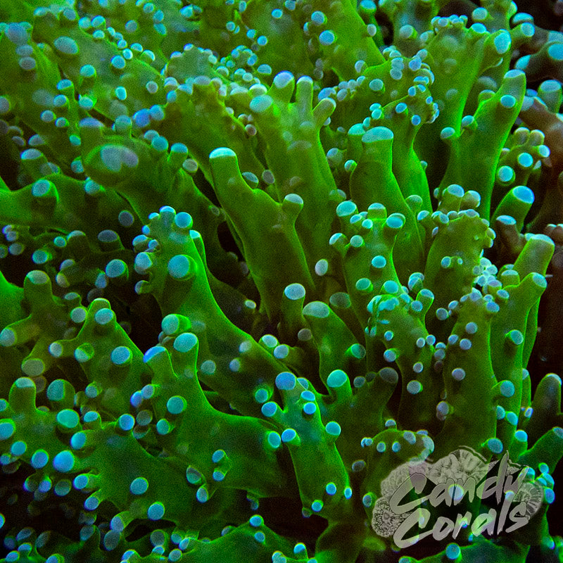 Dark Green Frogspawn Frags H7