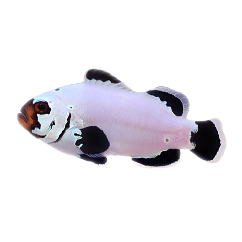 Frostbite Oscellaris Clownfish