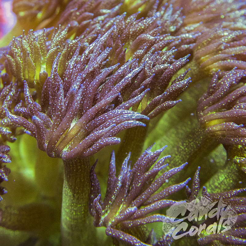 Assorted Glitter Goniopora Frag