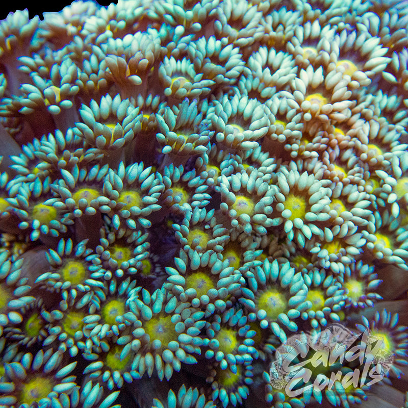 Sunny Centered Goniopora Frag