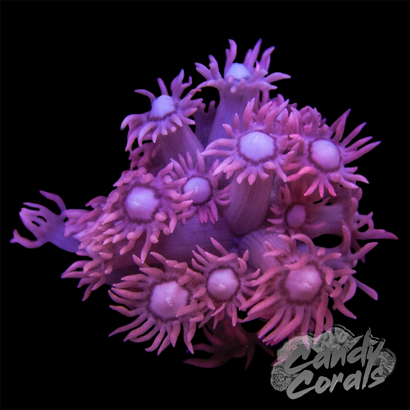 Pastel Pink Goniopora Frag – Candy Corals