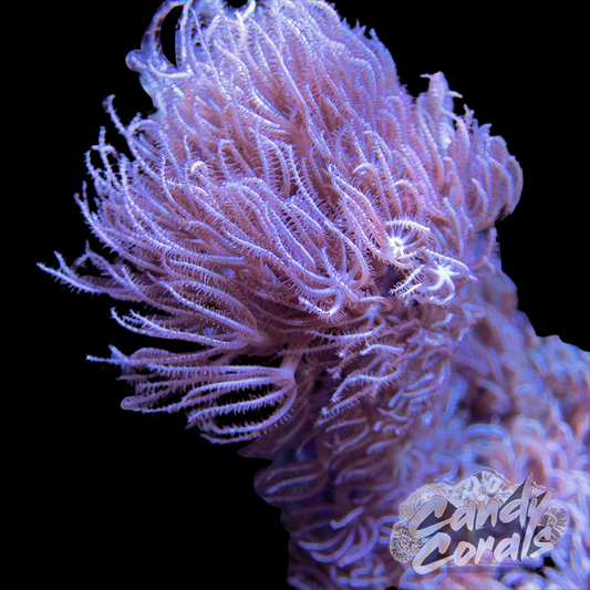 Corky Sea Finger Photosynthetic Gorgonian