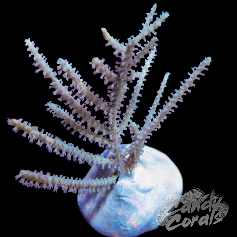 Sold at Auction: Large White Branch Coral Specimen