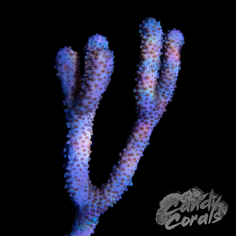 Slit Pore Photosynthetic Gorgonian