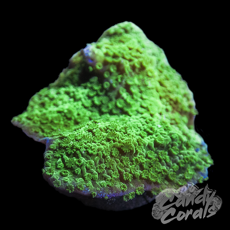 Green Montipora Cap Frag M10