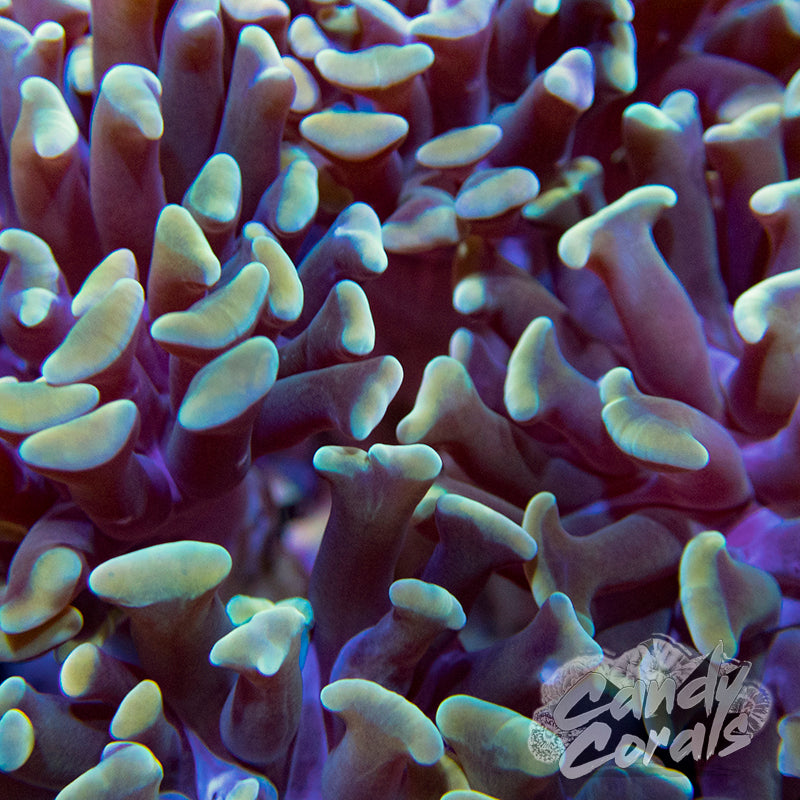 Light Orange Branching Hammer Frag