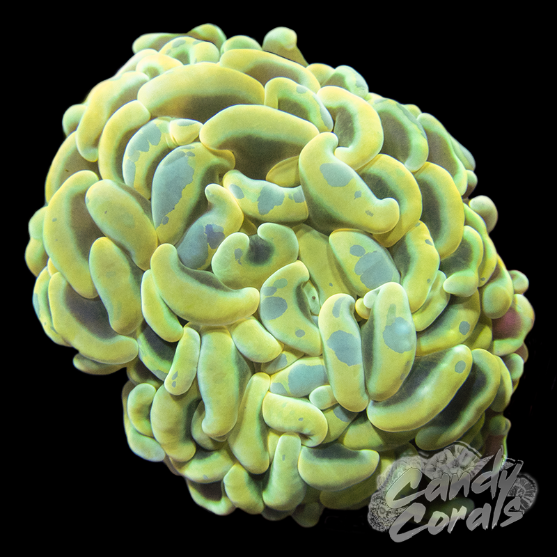 Branching Cotton Candy Hammer