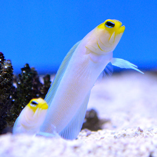 Trio of Yellowhead Jawfish