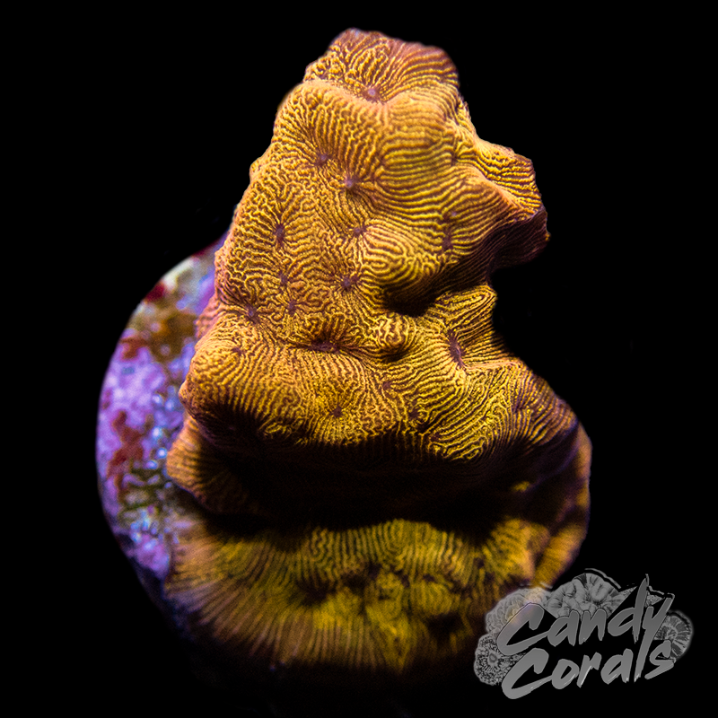 Tangerine Lepto Frag B4