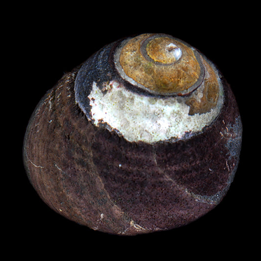 Margarita Snail