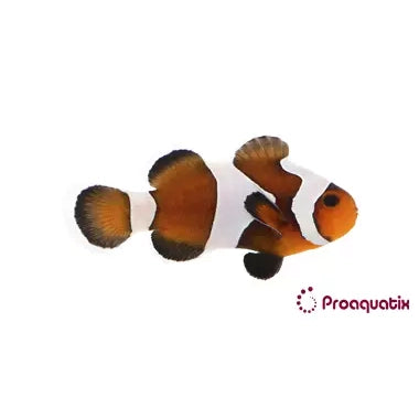 Captive Bred Mocha Gladiator Oscellaris Clownfish