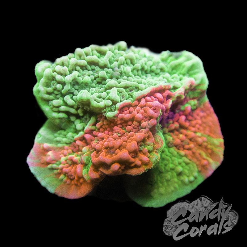 WWC Grafted Montipora Per Frag M7