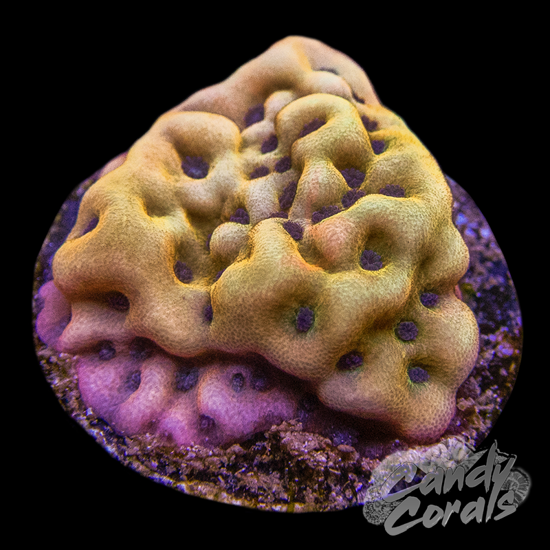 JF Beach Bum Montipora Frag M3