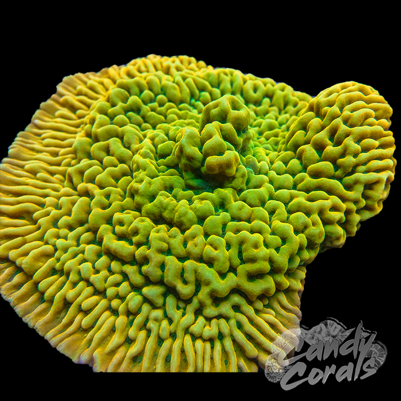 JF Kung Pao Montipora Frag M13