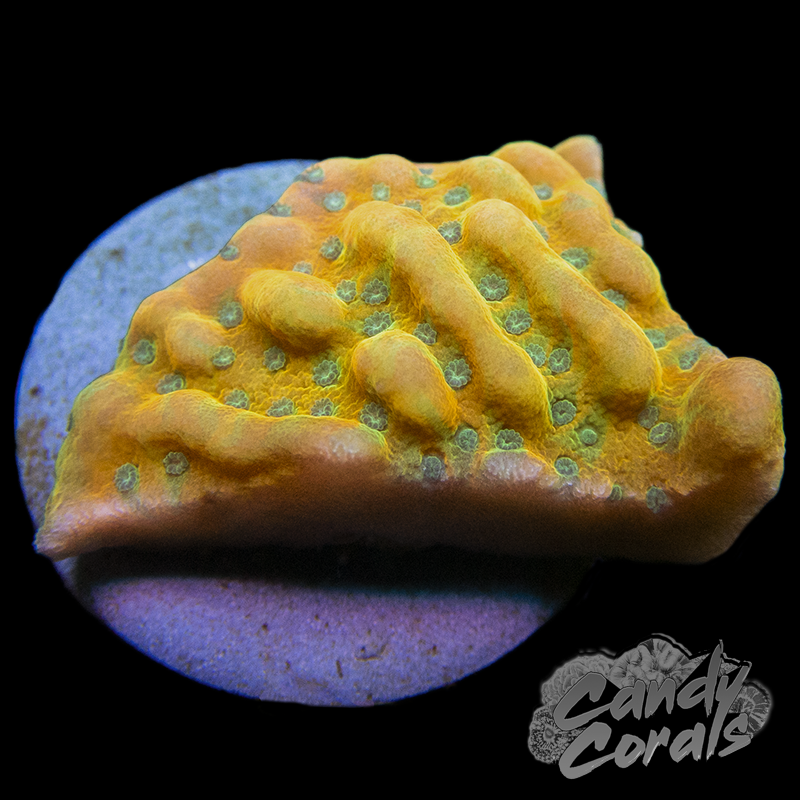 Juicy Fruit Montipora