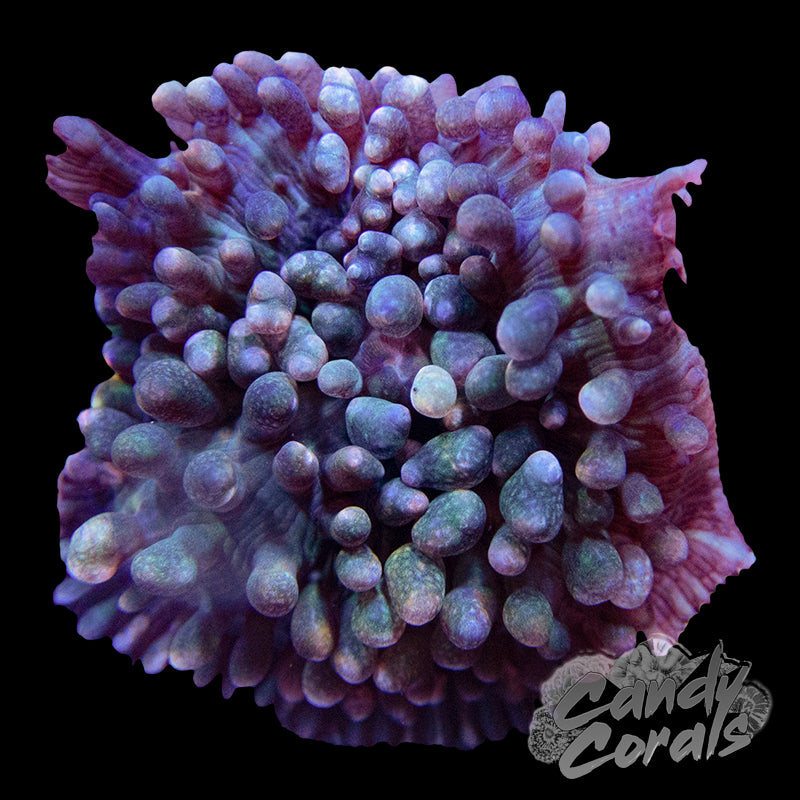 St. Thomas Mushroom Per Polyp