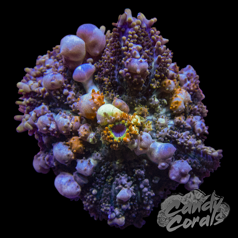 Powerball Bounce Mushroom