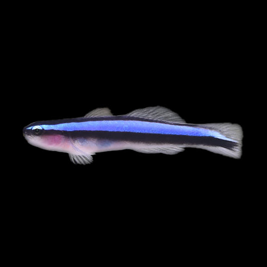Captive Bred Blue Neon Cleaner Goby