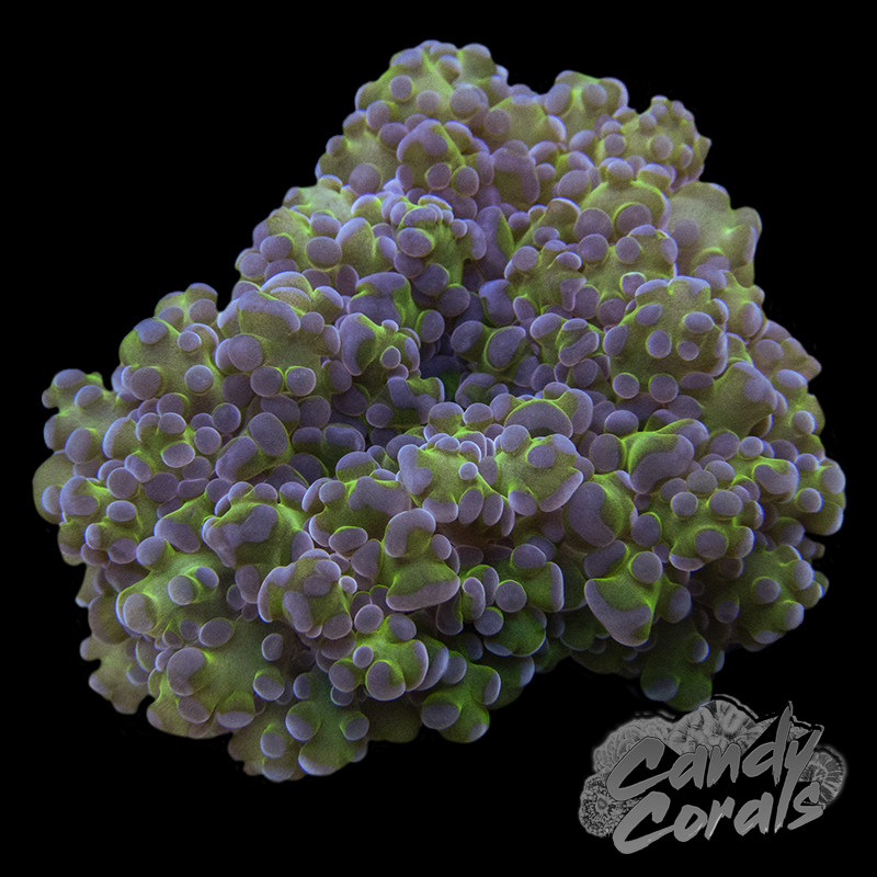 Large Head Hulk Octospawn