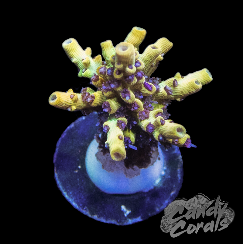 Tyree Pink Lemonade Acro Sp. Frag A75
