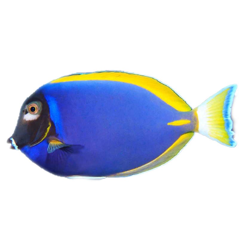 Rare Hybrid Powder Blue Tang