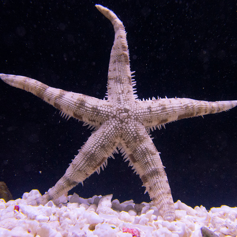 Sand Sifting Starfish