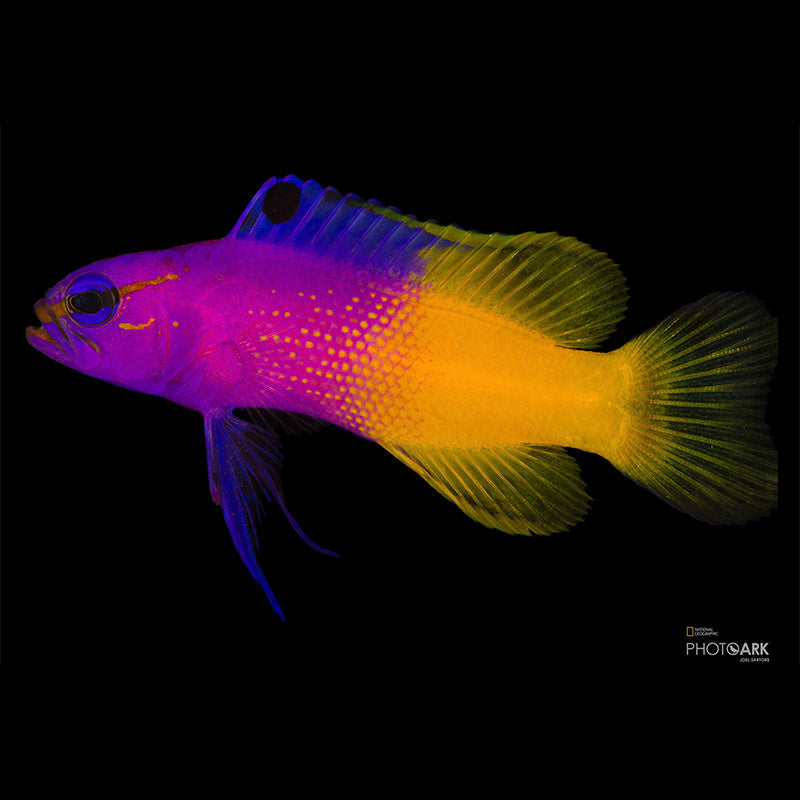 Screen Shot 2020-05-20 at 3.44.31 PM