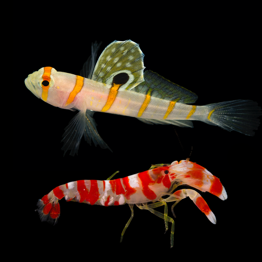 Orange Striped Prawn Goby and Candy Cane Pistol Shrimp Pair