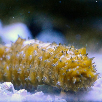 Yellow Caribbean Sea Cucumber