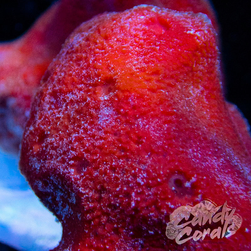 Red Clump Sponge Colony