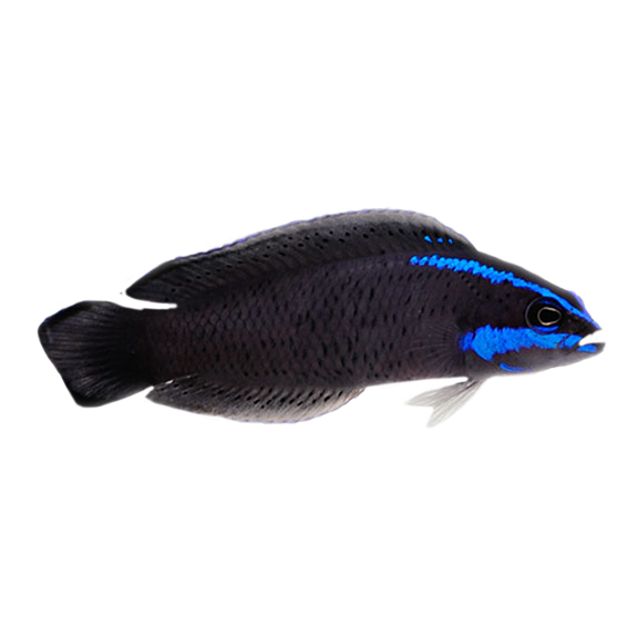 Captive Bred Springeri Dottyback
