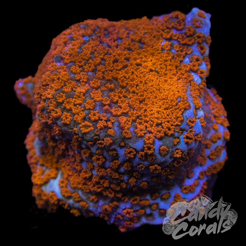 Superman Montipora Frag