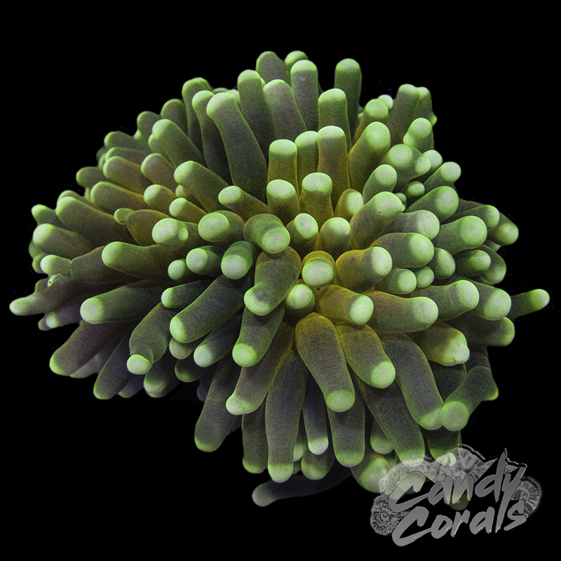 Tiger Torch Per Head – Candy Corals