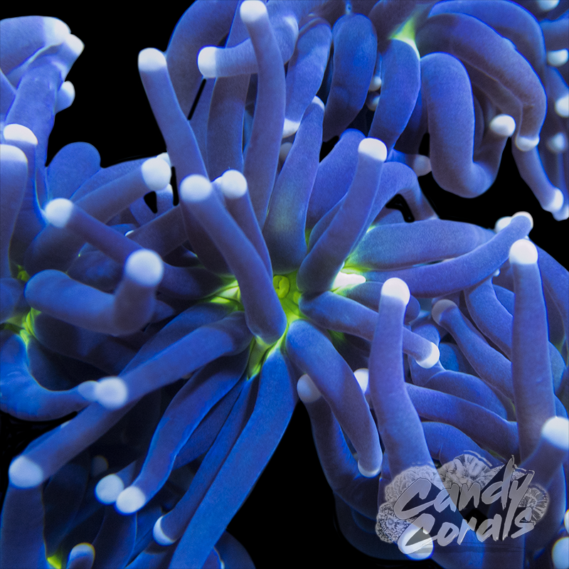 Malaysian Ultra Joker Torches T4