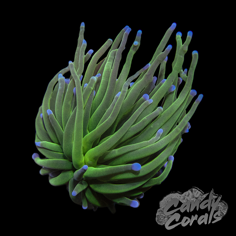 Blue Tipped Green Torch T3