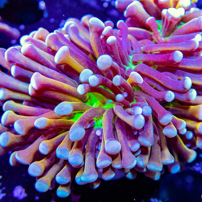 Aussie Holy Grail Torch