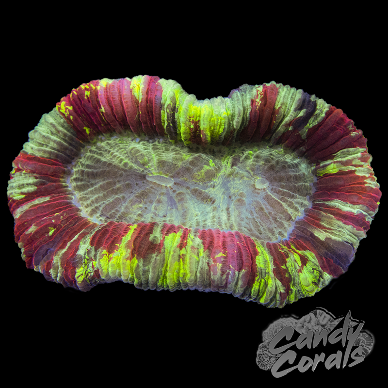 Ultra Rainbow Trachyphyllia WYSIWYG 9