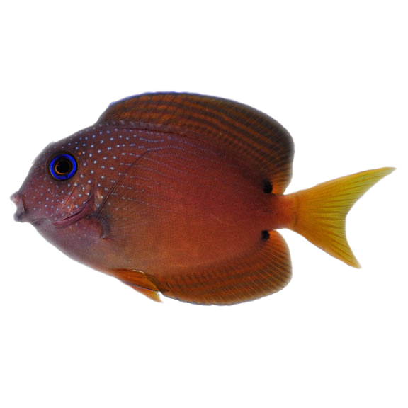 Two Spot Bristletooth Tang