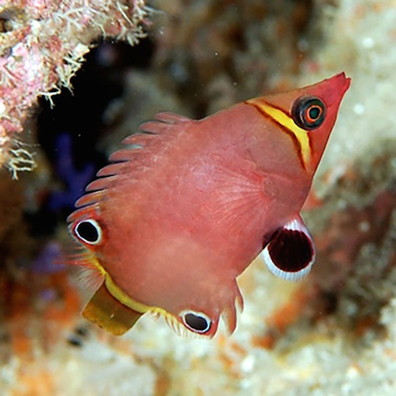 Yellow-Banded Possum Wrasse