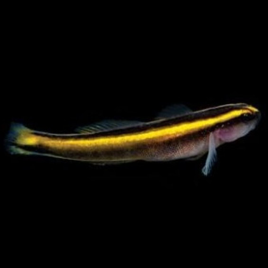 Captive Bred Yellow Line Cleaner Goby
