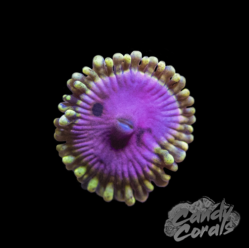 Pink Diamond Zoanthid Frag Z33