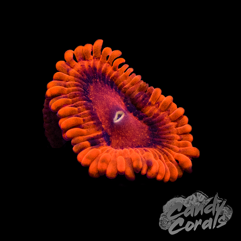 Valentine's Day Massacre Zoanthid Per Polyp Z59